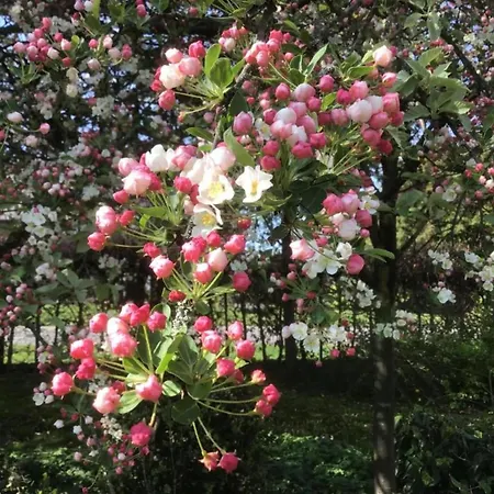 Tiny House In Brabant With Cozy Terrace 오쇼트